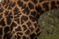 Крупный план жирафа в сафари-парке — стоковое фото