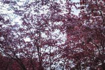 Розовые осенние деревья в солнечный день — стоковое фото
