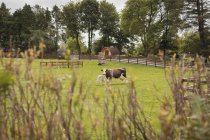 Скот в поле в солнечный день — стоковое фото