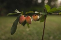 Крупним планом персики на персиковому дереві в саду — стокове фото