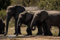 Manada de elefantes que beben agua del acurrucamiento en pastizales de safari en un día soleado - foto de stock