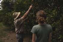 Agricultores mirando naranjos en la granja - foto de stock