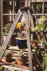 Plantes en pot sur table en bois dans le jardin — Photo de stock
