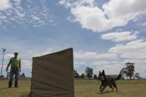 Treinador treinando o cão pastor no campo em um dia ensolarado — Fotografia de Stock