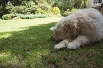 Крупный план отдыха собаки в саду в солнечный день — стоковое фото