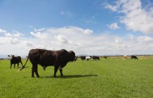 Pâturage des bovins à la ferme par une journée ensoleillée — Photo de stock