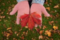 Close-up of woman holding maple leaf in her hands at park — Stock Photo