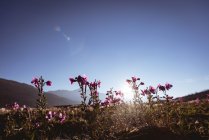 Квіти в сільській місцевості на сонячний день — стокове фото
