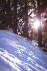 Sonnenlicht im Winter durch den Wald — Stockfoto