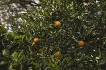 Апельсиновое дерево на ферме в солнечный день — стоковое фото