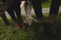 Baixa seção casal com uma cabra ao lado deles no rancho — Fotografia de Stock