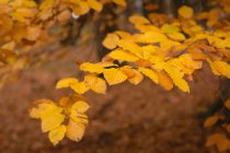Primer plano de las hojas de otoño en el parque - foto de stock