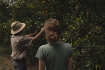 Фермери дивляться на апельсинове дерево на фермі — стокове фото