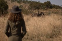 Вид сзади на женщину, смотрящую на зебр в сафари-парке — стоковое фото