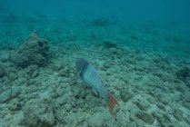 Peces marinos nadando por los arrecifes de coral bajo el mar - foto de stock