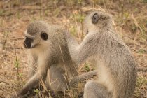 Monkeys in safari park on a sunny day — Stock Photo