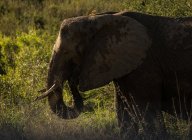 Elephant in safari grassland on a sunny day — Stock Photo