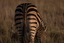 Zebra al pascolo sulla Savannah al parco safari — Foto stock