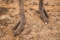 Крупный план страусиных ног в сафари-парке — стоковое фото