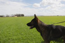 Wachsamer Schäferhund steht an einem sonnigen Tag auf den Feldern — Stockfoto