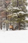 Cornamenta silvestre pastando en el bosque nevado durante el invierno - foto de stock