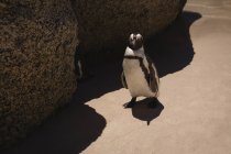 Pingüino en la playa en un día soleado - foto de stock