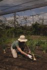Agricultor colocando planta en el suelo en invernadero - foto de stock