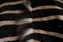 Close-up de zebra no parque de safári — Fotografia de Stock