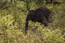 Слон на сафари в солнечный день — стоковое фото