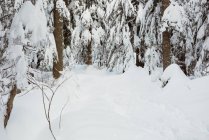 Хвойні дерева лісу покриті снігом взимку — стокове фото