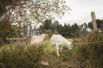 Скот в поле в солнечный день — стоковое фото