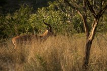Cervi nelle praterie safari in una giornata di sole — Foto stock