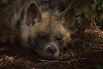 Крупним планом африканський дикий собака відпочиває в сафарі-парку — стокове фото