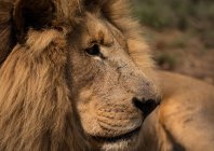 Закри Лев в сафарі-парку — стокове фото