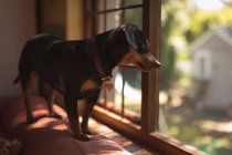 Собака стоїть на дивані, дивлячись з вікна вдома — стокове фото