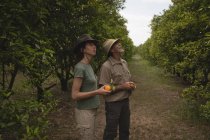 Agricultores olhando para a laranjeira na fazenda — Fotografia de Stock