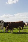 Gros plan sur le pâturage des bovins dans la ferme par une journée ensoleillée — Photo de stock