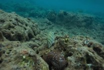 Wildfische schwimmen durch Korallenriff unter Wasser — Stockfoto