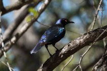 Uccello Quiscalus appollaiato sull'albero nel parco safari — Foto stock