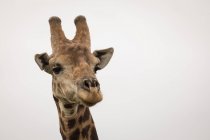 Nahaufnahme einer Giraffe gegen den Himmel — Stockfoto