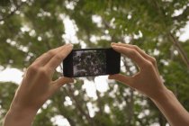 Gros plan de la femme prenant une photo de l'arbre avec un téléphone portable — Photo de stock