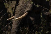 Close-up de dentes de elefante em um dia ensolarado — Fotografia de Stock