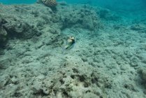 Peixes marinhos nadando por recifes de coral submarino — Fotografia de Stock