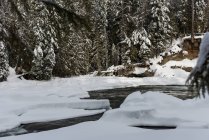 Річка і дерева взимку — стокове фото