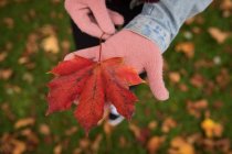 Close-up of woman holding maple leaf in her hands at park — Stock Photo