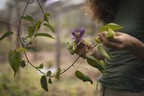 Agricultor feminino verificando uma flor na casa verde — Fotografia de Stock