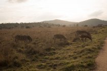 Зебры пасутся на саванне в сафари-парке — стоковое фото