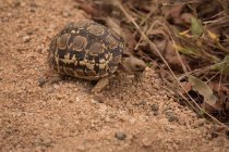 Черепаха в сафари-парке в солнечный день — стоковое фото