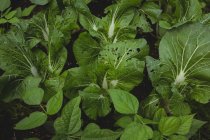 High angle view of fresh leafy vegetables in garden — Stock Photo