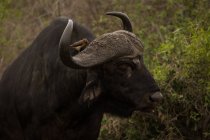 Primo piano del bufalo selvatico nel parco safari in una giornata di sole — Foto stock